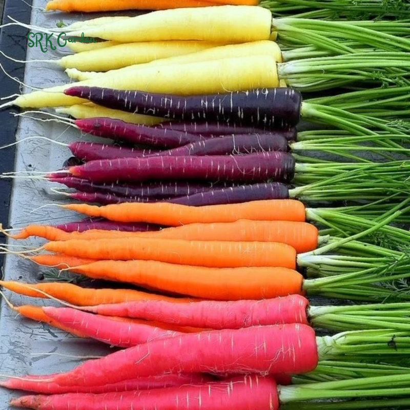 Carrot Seeds - Rainbow Mix | 150 Seeds