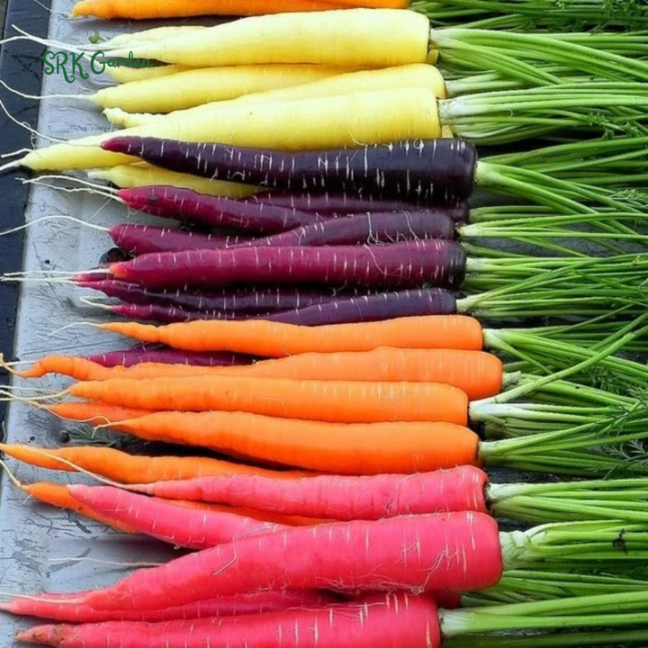 Carrot Seeds - Rainbow Mix | 150 Seeds