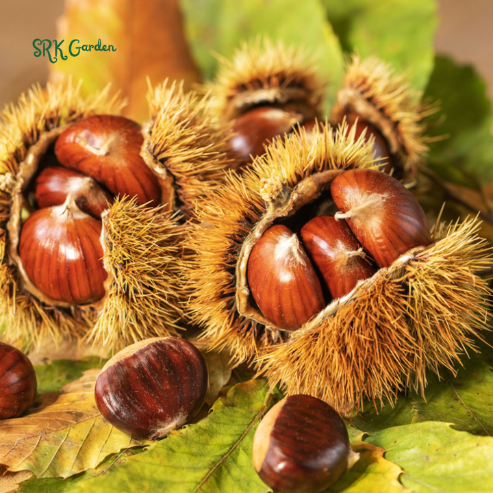 Chinese Chestnut Tree - Quart Pot - Fast-Growing Nut Seedling | 10-16" Tall Live Plant