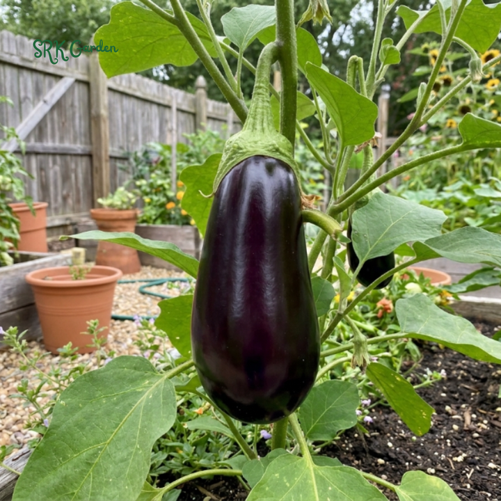 50+ Black Beauty Eggplant Seeds