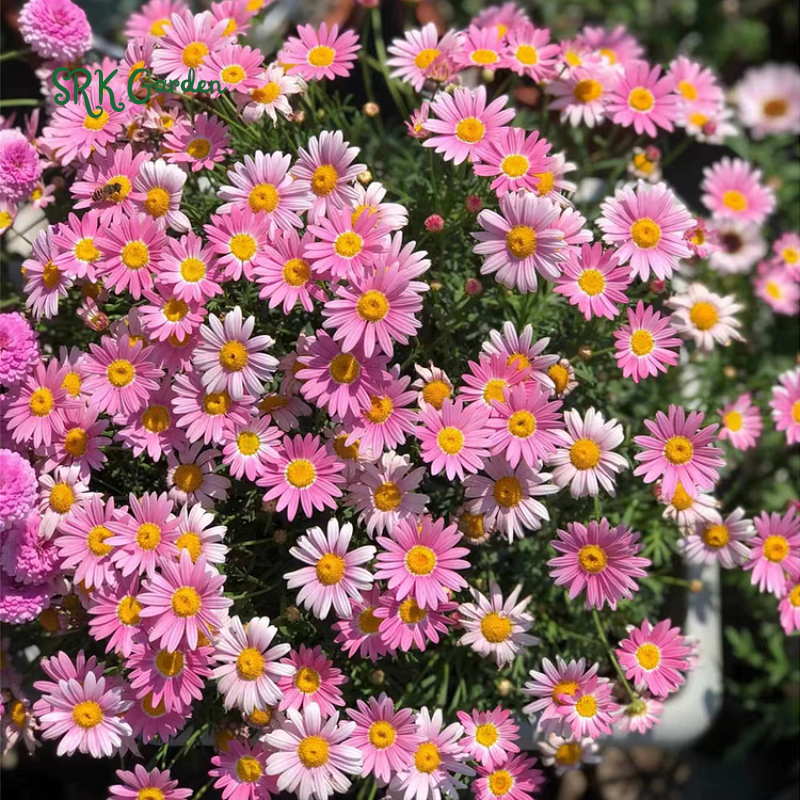 Pest Killer: Pyrethrum Daisy Seeds - Mixed Color