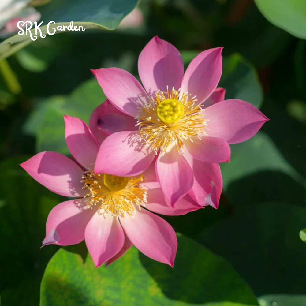 Mini Lotus Seeds (Pink, Snow White, Royal, Guan Yin, Mini) 60 seeds