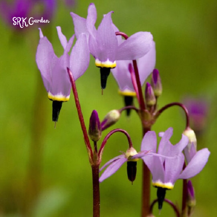 Midland Shooting Star Seeds for Planting | 25 Seeds