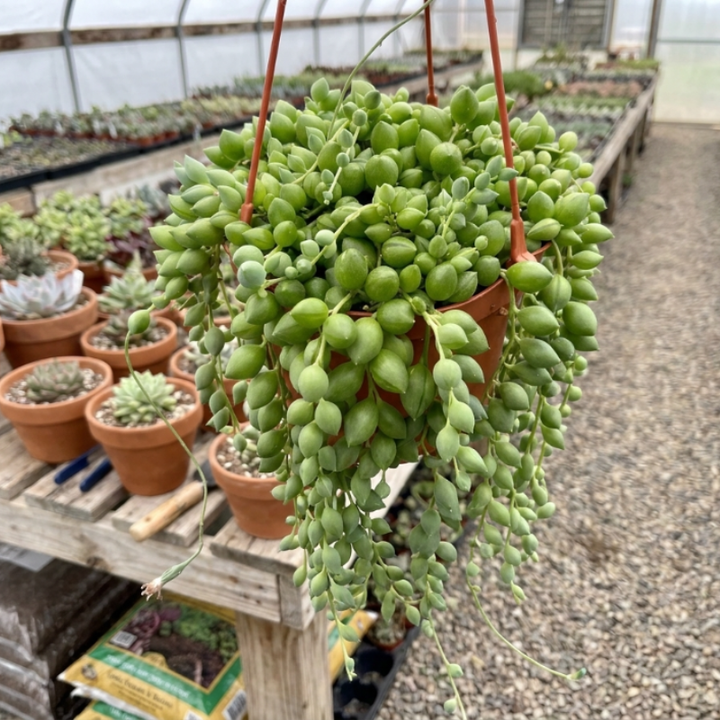 String of Tears, Variegated Plant, Trailing Succulent, Hanging Plant in 2", 4", 6" pot