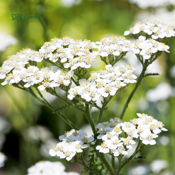 White Yarrow Seeds | 500 Seeds