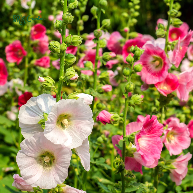 Hollyhock Summer Carnival Mix 50 Seeds