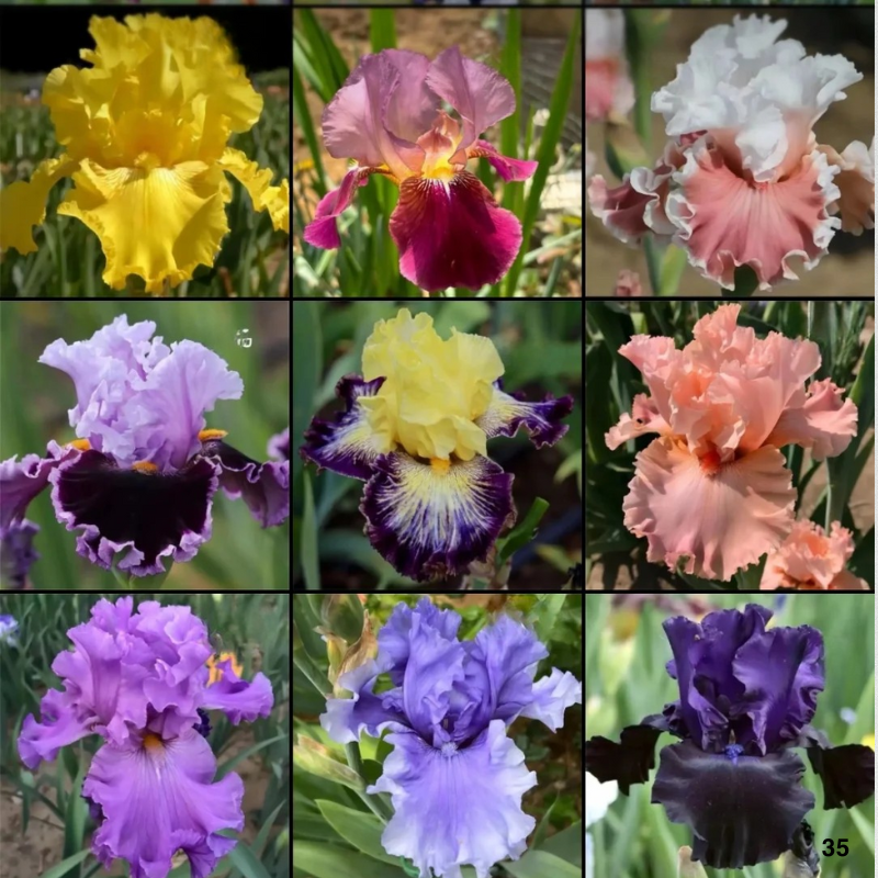 Bronze iris Colorful Mix Bulbs in Spring to Fall, Full Sun Low Maintenance