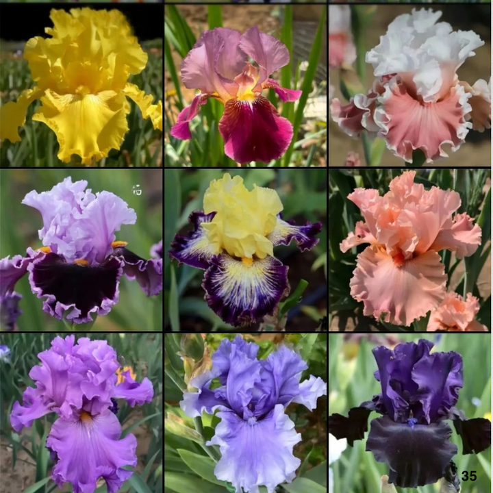 Bronze iris Colorful Mix Bulbs in Spring to Fall, Full Sun Low Maintenance