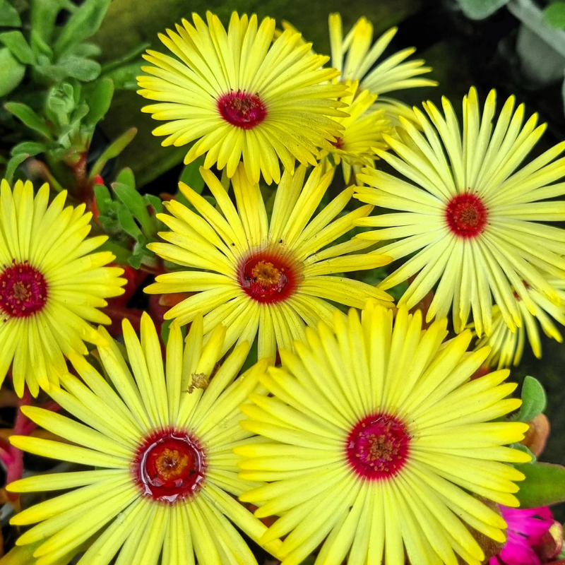 Ice Plant Seed | 200 Seeds