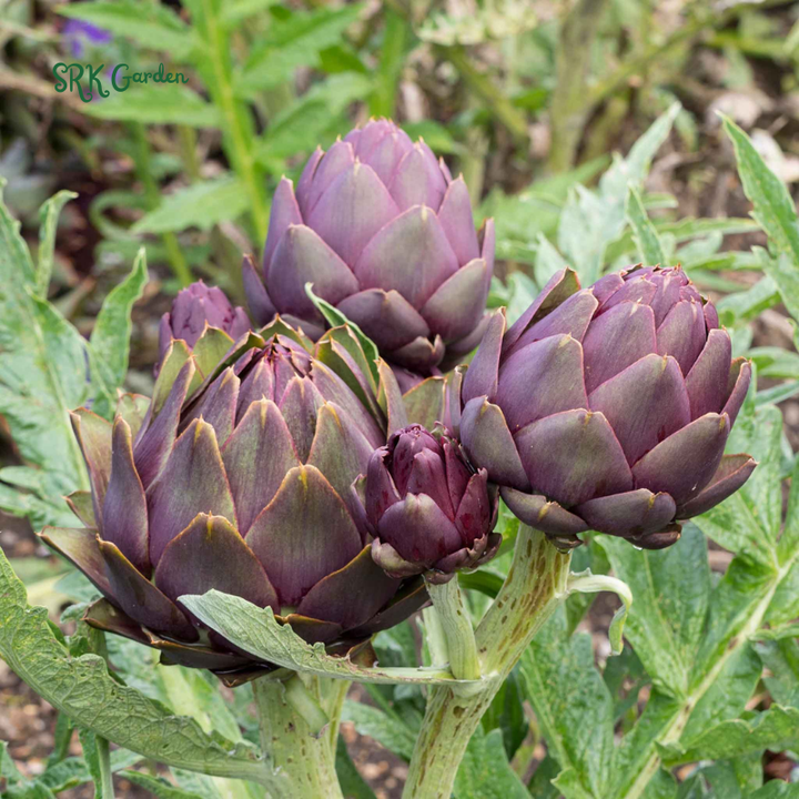 Purple Romagna Artichoke Seeds | 25 Seeds