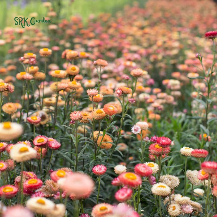 Dwarf Strawflower Seed Mix | 300 Seeds