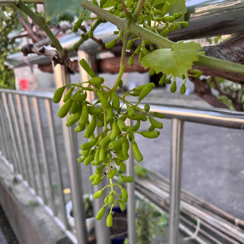 Sweet Sapphire Grape Vine Plant Exotic Ornamental Fruit Tree Seed for Planting