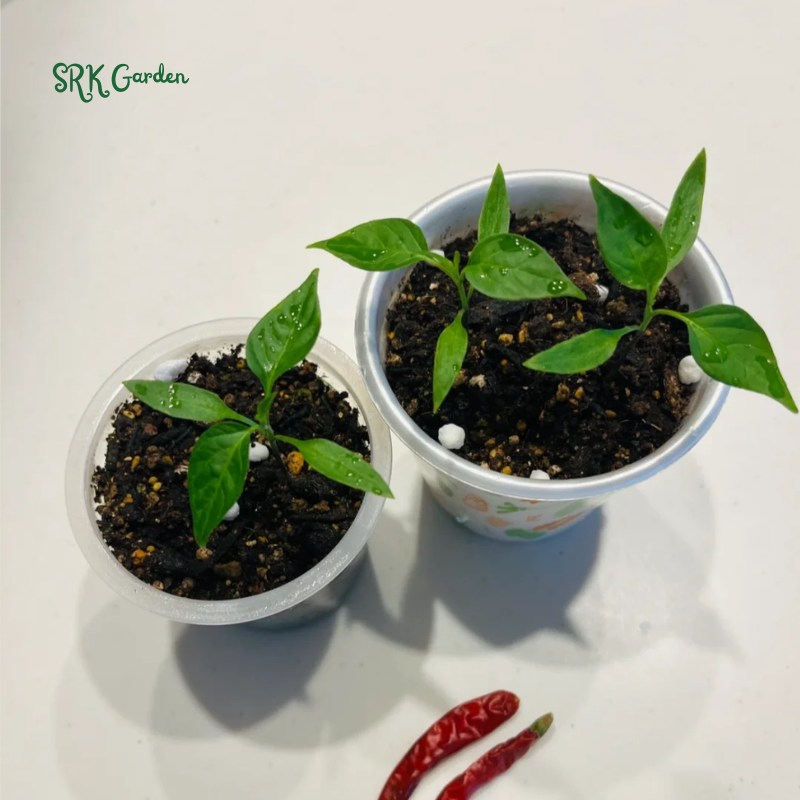 Japanese Sapporo Hot Pepper Seeds | 20 Seeds