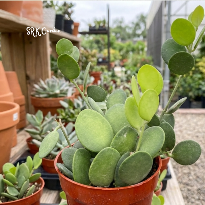 String of Coins | Silver Dollar Vine | Xerosicyos Danguyi Live plant in 4 in pot
