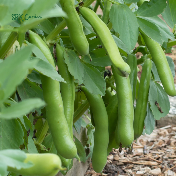 Fava Bean Seeds | 25 Seeds