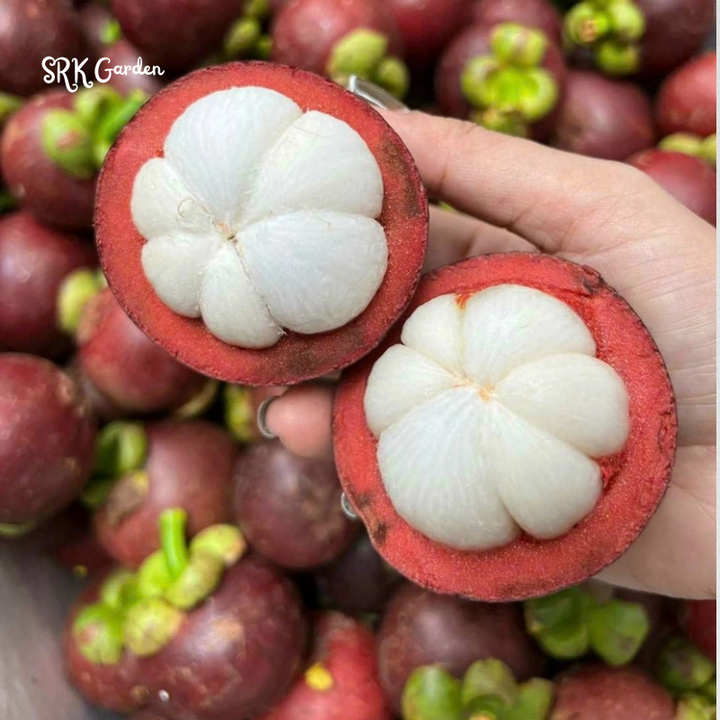 Mangosteen (Garcinia mangostana) Mangostan Live Fruit Tree 10" - 24"