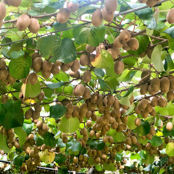 Kiwi Fruit Tree - Live Plant Actinidia Deliciosa - Beautiful Edible Vining Fruit Bearing Tree for Patio and Garden