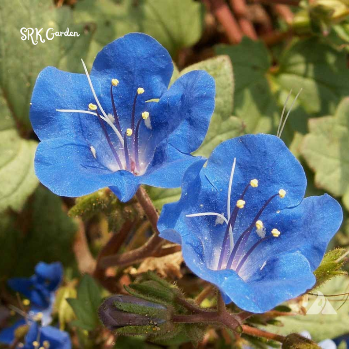 California Bluebell Seeds | 500 Seeds