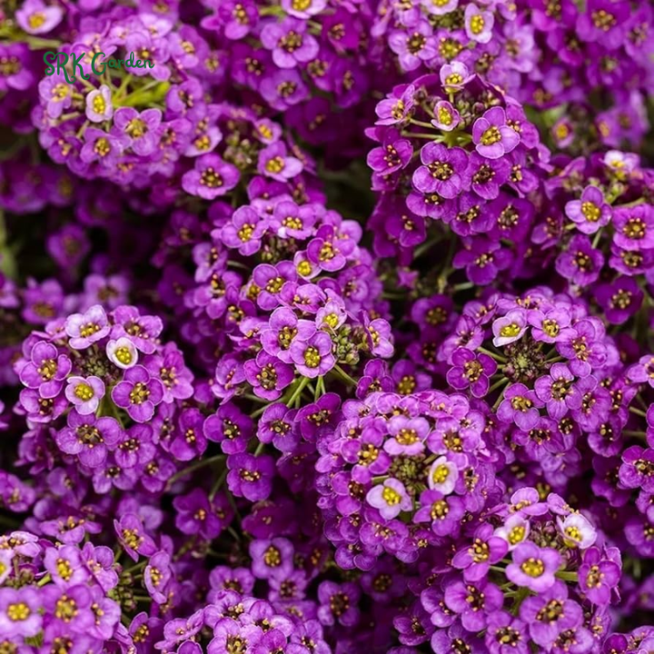 Alyssum Seeds - Violet Queen 100 seeds