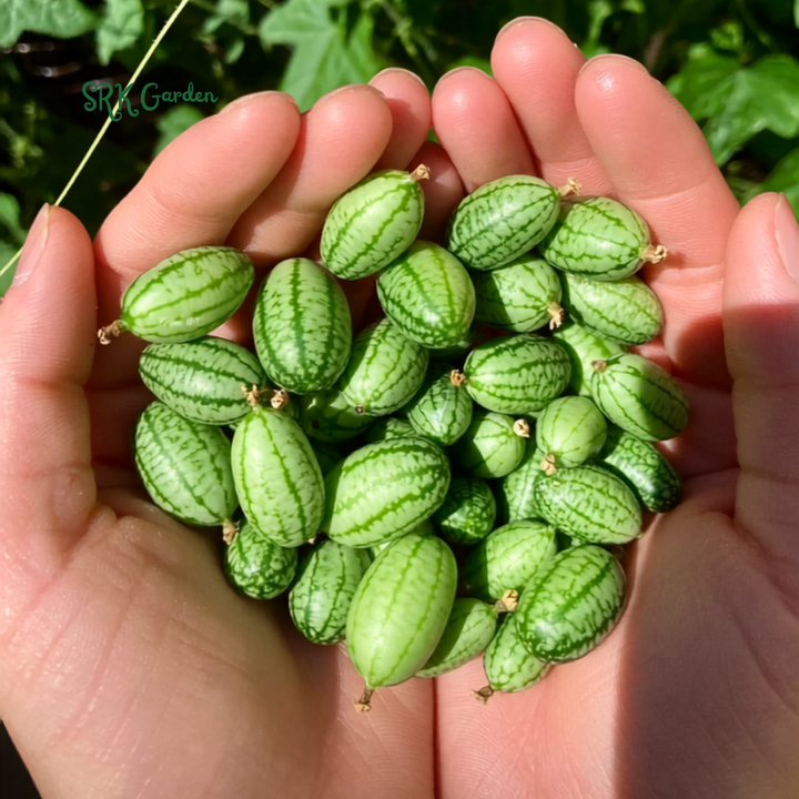 10+ Cucamelon Mouse Melon Seeds