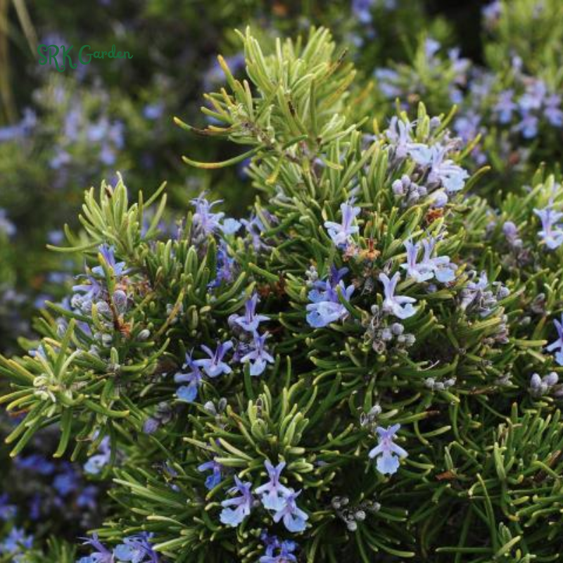Organic Rosemary Seeds | 50 Seeds