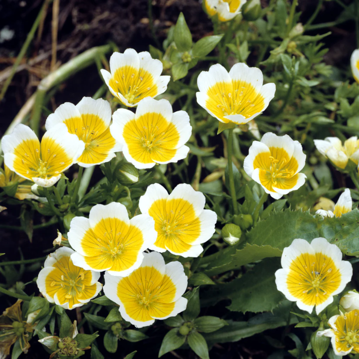 Poached Egg Plant | 60 Seeds
