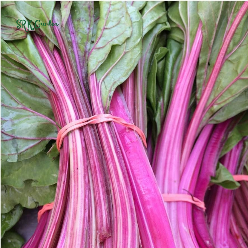 Organic Pink Flamingo Swiss Chard Seeds | 20 Seeds