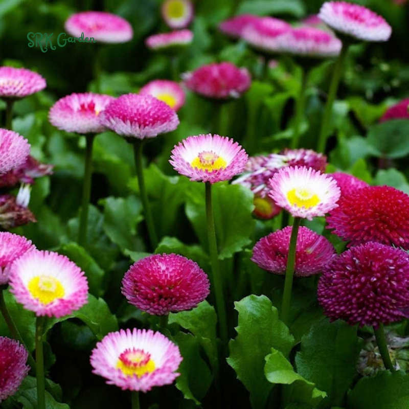 Bellis English Daisy Seeds - Pink, White, Red Mix | 200 Seeds