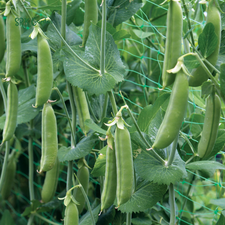 Super Sugar Snap Pea  | 20 Seeds