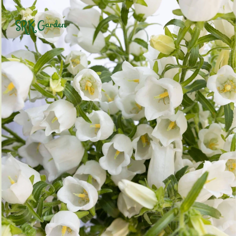 2000+ Mix Cup and Saucer Bell Flower Seeds
