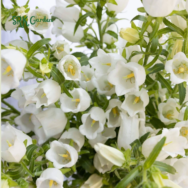2000+ Mix Cup and Saucer Bell Flower Seeds