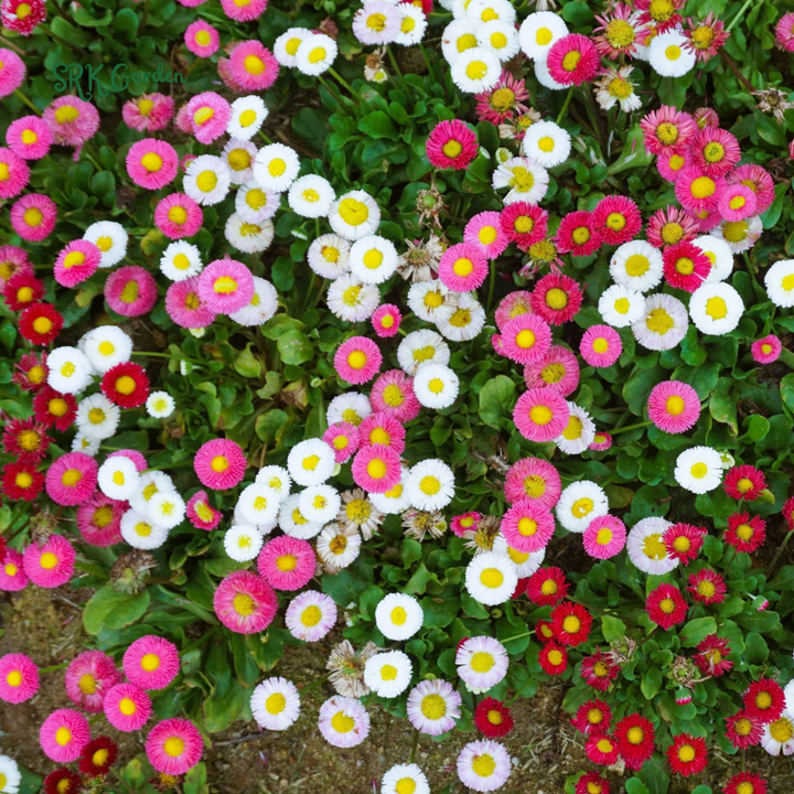Mixed Pinky Flower Seeds for Spring | 6 type seeds