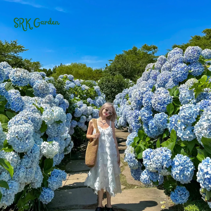 Hydrangea Flower Seeds Pack 100 Seeds