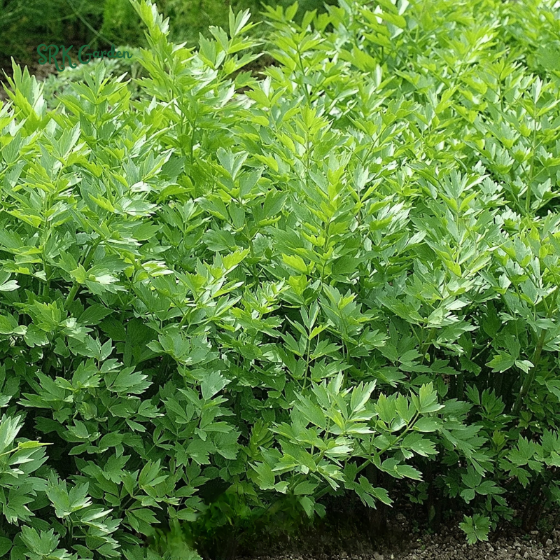 Lovage Seeds | 50 Seeds