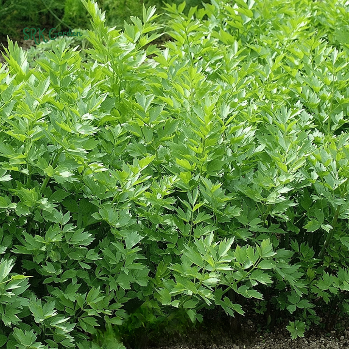 Lovage Seeds | 50 Seeds