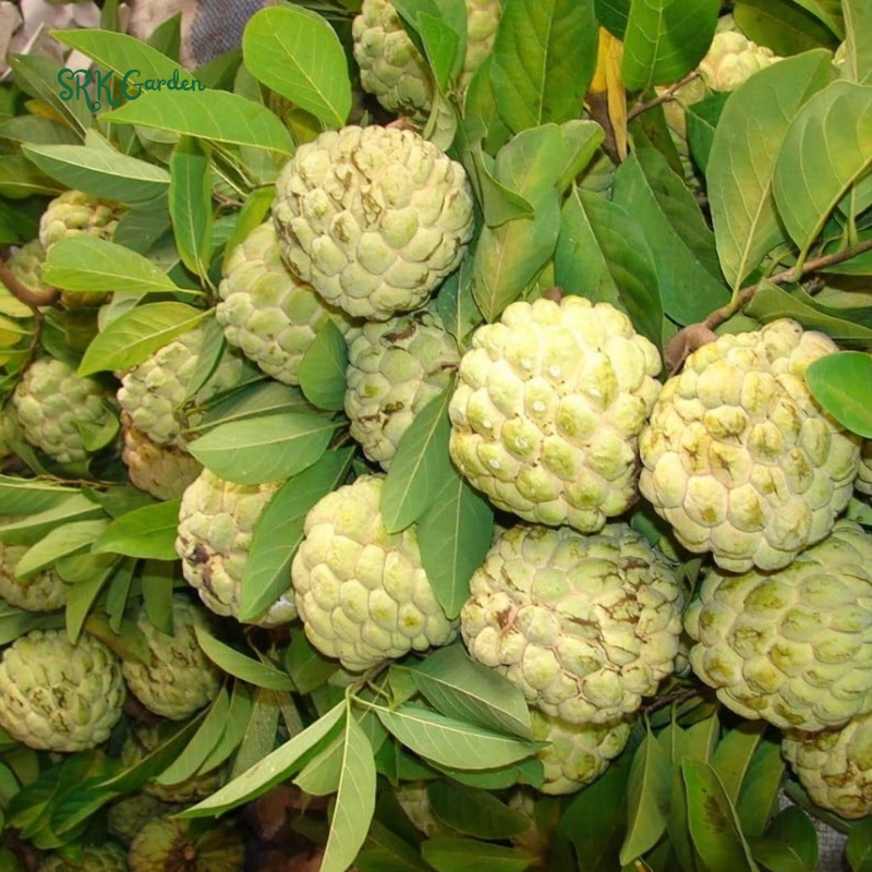 Sugar Apple Live Fruit Tree 10”-20” Tropical Plant