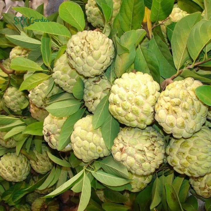 Sugar Apple Live Fruit Tree 10”-20” Tropical Plant