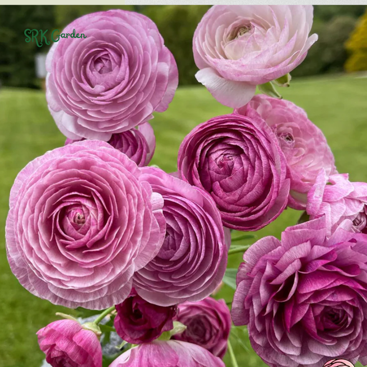 Ranunculus Mix Color Bulbs for Planting (20Bulbs)