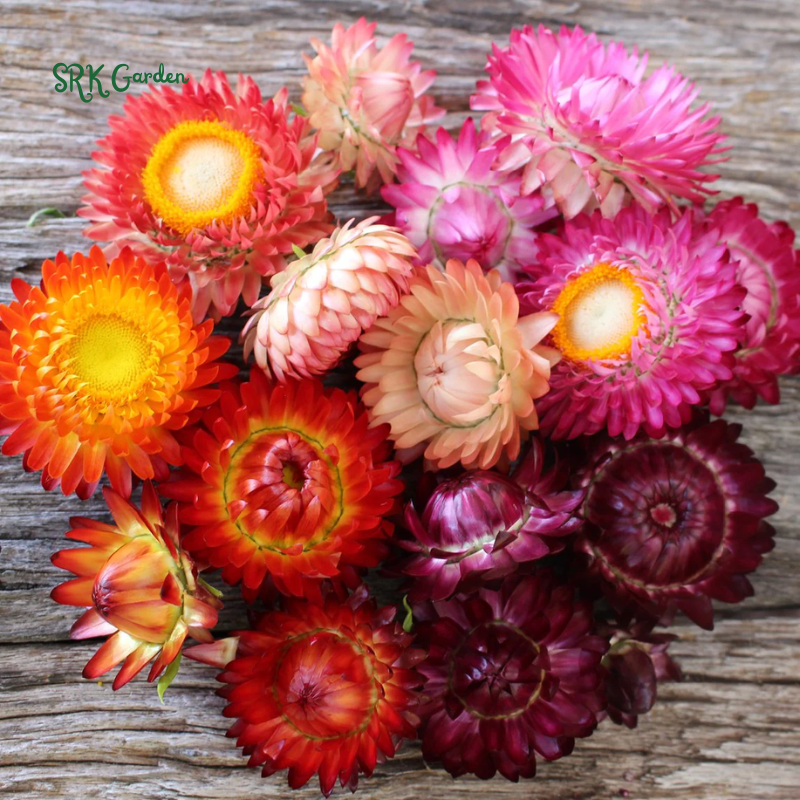 Paper Daisy Seeds for Planting | 500 Seeds