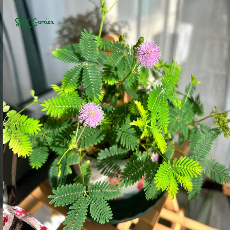 Sensitive Plant Mimosa Pudica Seeds