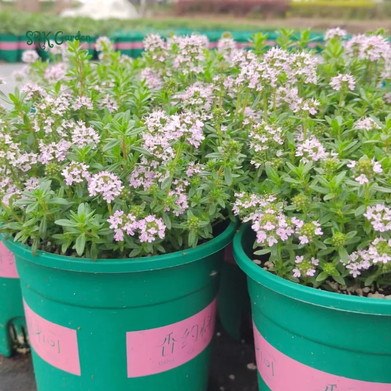 Organic French Thyme Seeds | 200 Seeds