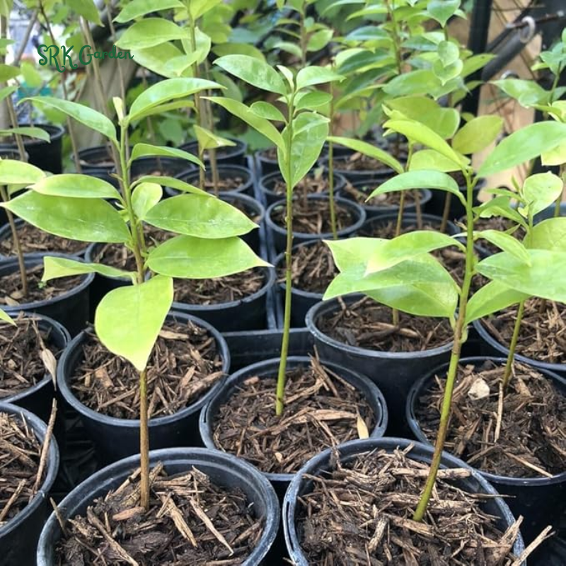 Soursop Tree Live Plant, Soursop Guanabana Plant Potted | 5-9 Inch Tall