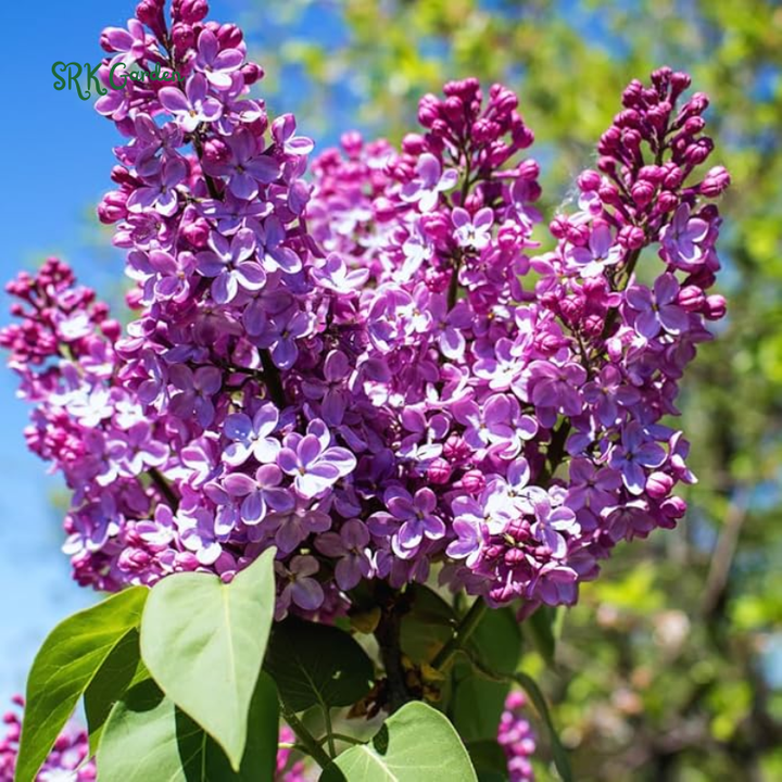 Spectacular Purple Lilac Potted Plant, 6-12" Tall