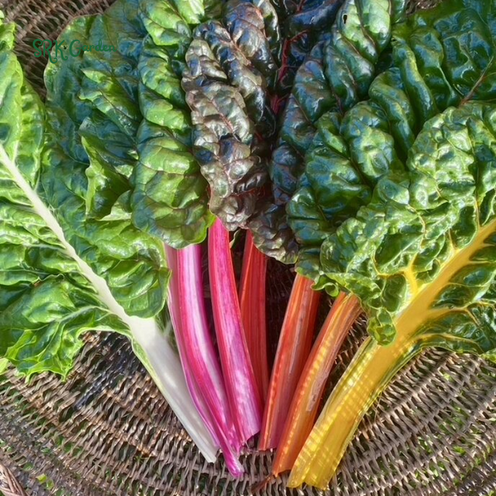 Organic Rainbow Swiss Chard Seeds | 50 Seeds
