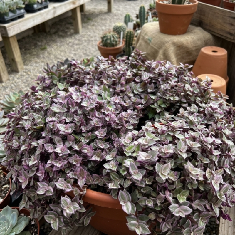 Callisia Repens, Pink Lady Plant, Pink Panther, Creeping Inch Plant, Turtle Vine, Pink Tradescantia, Cute Plant in 2", 4", 6" pot