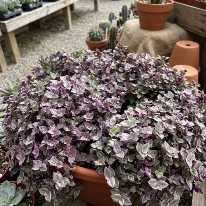 Callisia Repens, Pink Lady Plant, Pink Panther, Creeping Inch Plant, Turtle Vine, Pink Tradescantia, Cute Plant in 2", 4", 6" pot