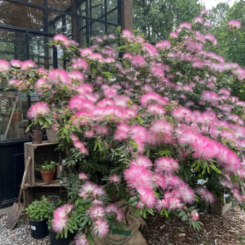 Pink Mimosa Tree Live Plant – Persian Silk Tree (Albizia julibrissin), 2-Inch Pot