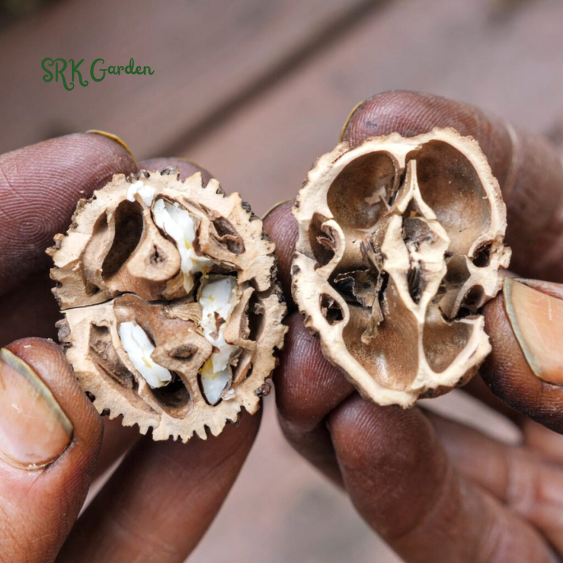 Black Walnut Tree Live Plant | Live Tree Seedling (1 Tree)