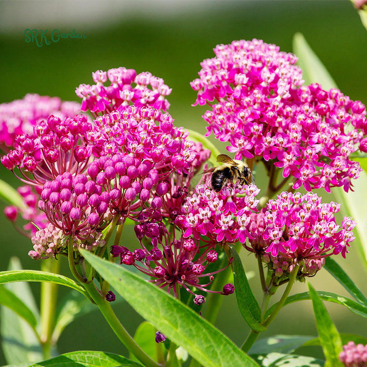 Prairie Milkweed Seeds | Pollinator Conservation Flower Seeds for Bees & Butterflies
