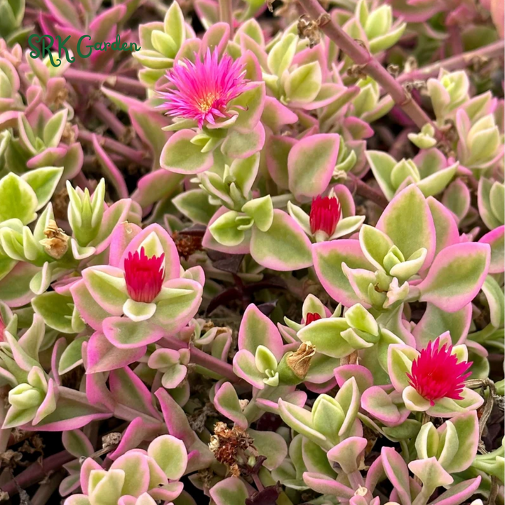 Variegated Baby Sun Rose, Ice Plant, Pink Succulent, Rare Plant in 2", 4" Pot